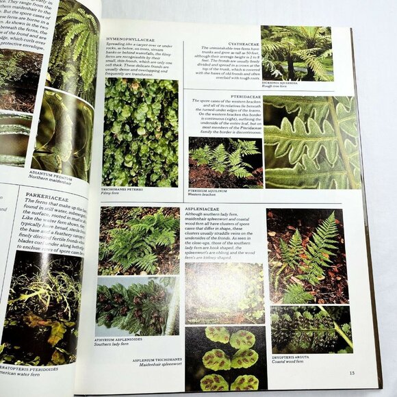 Ferns Time Life Encyclopedia of Gardening u 1977 How to Grow Ferns Hardcover - Picture 5 of 8